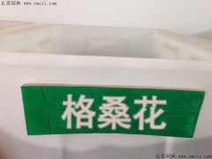 格?；ǚN子