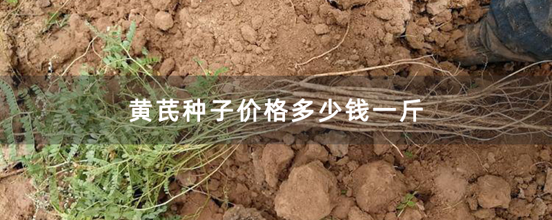 黃芪苗