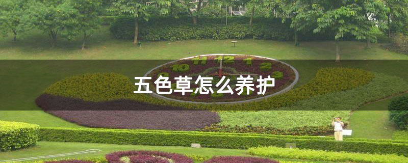 五色草怎么養護