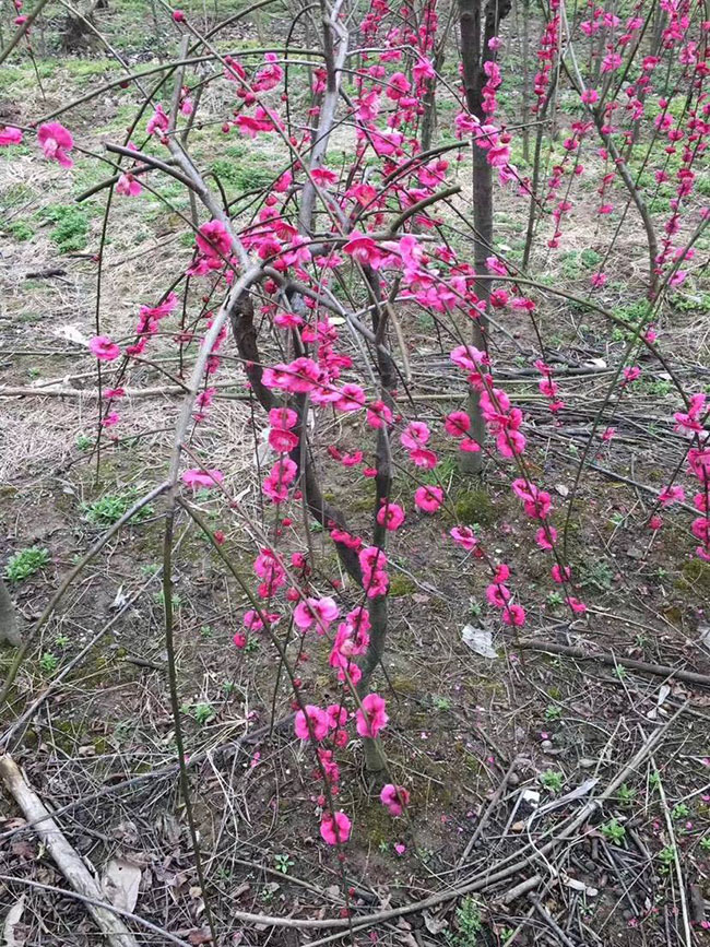 紅梅樹多少錢一棵?2020年紅梅樹價格最新價格