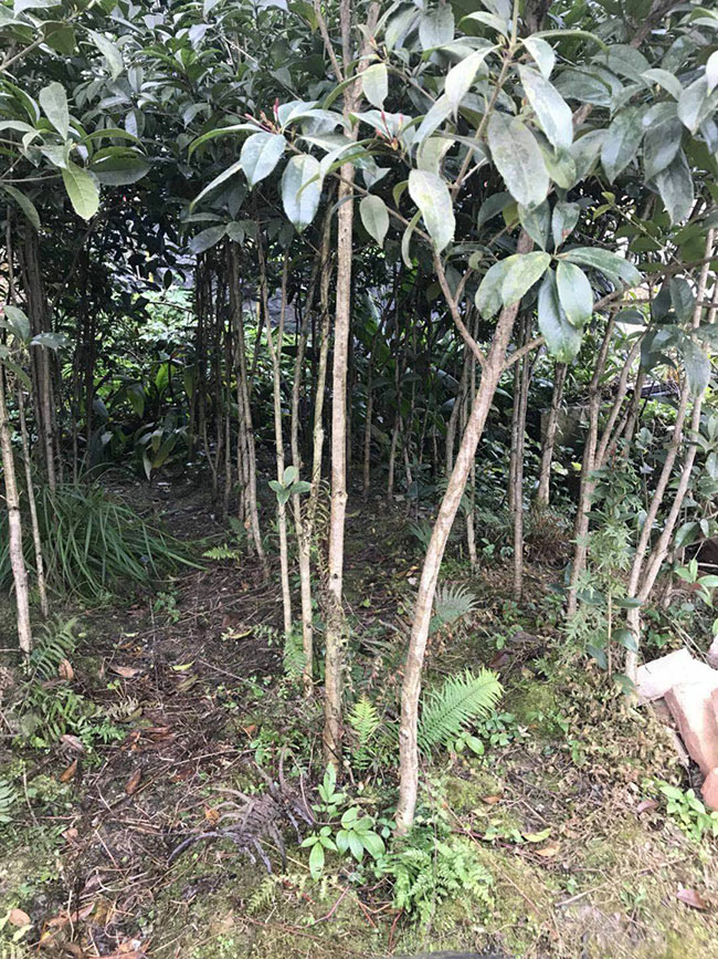 金桂樹苗價格行情，