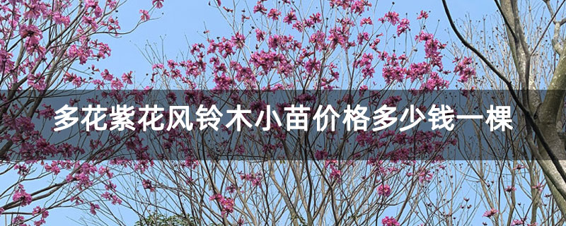多花紫花風鈴木小苗價格多少錢一棵